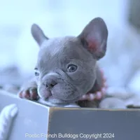 Violet, a female French Bulldog for sale in Miami, FL – Photo 5 of 5