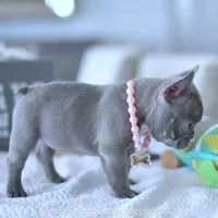 Violet, a female French Bulldog for sale in Miami, FL – Photo 3 of 5