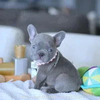Violet, a female French Bulldog for sale in Miami, FL – Photo 4 of 5