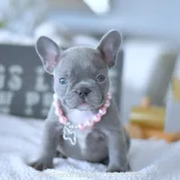 Violet, a female French Bulldog for sale in Miami, FL – Photo 1 of 5