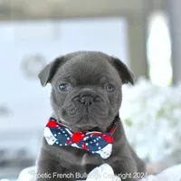 Hamilton, a male French Bulldog for sale in Miami, FL – Photo 2 of 5