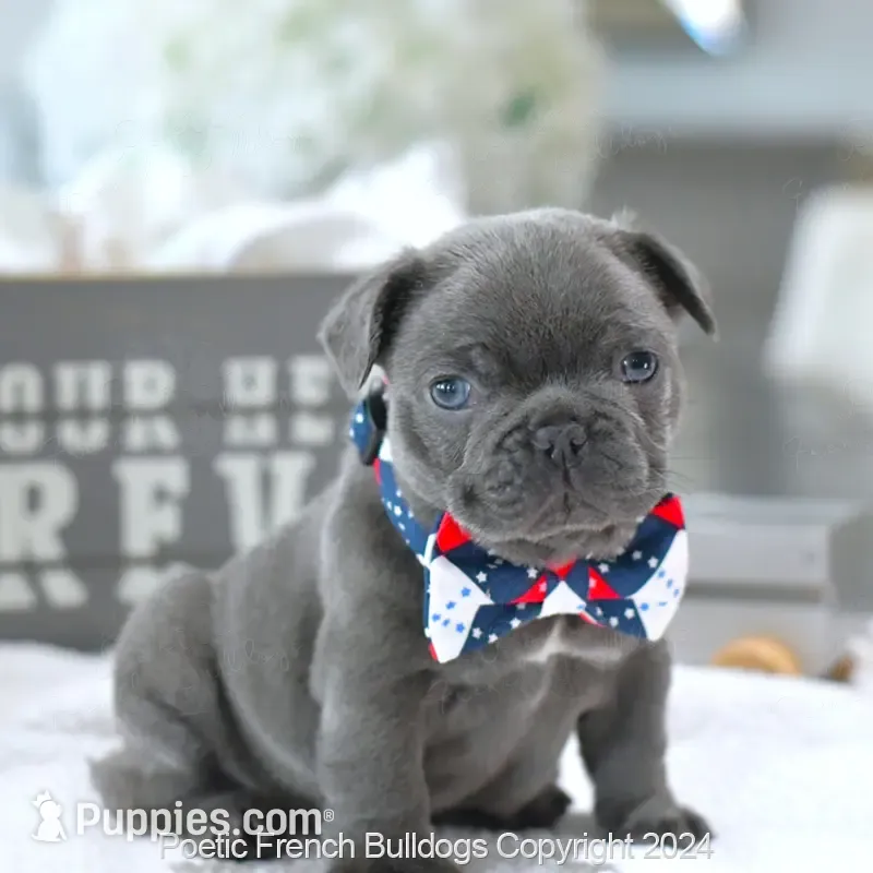 Hamilton – French Bulldog puppy for sale in Miami, FL