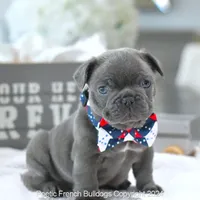 Hamilton, a male French Bulldog for sale in Miami, FL – Photo 1 of 5