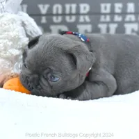 Hamilton, a male French Bulldog for sale in Miami, FL – Photo 3 of 5