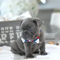 Hamilton, a male French Bulldog for sale in Miami, FL – Photo 4 of 5