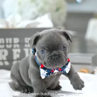 Hamilton, a male French Bulldog for sale in Miami, FL – Photo 5 of 5