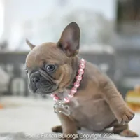 Reserved, a female French Bulldog for sale in Miami, FL – Photo 4 of 5