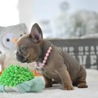 Reserved, a female French Bulldog for sale in Miami, FL – Photo 5 of 5