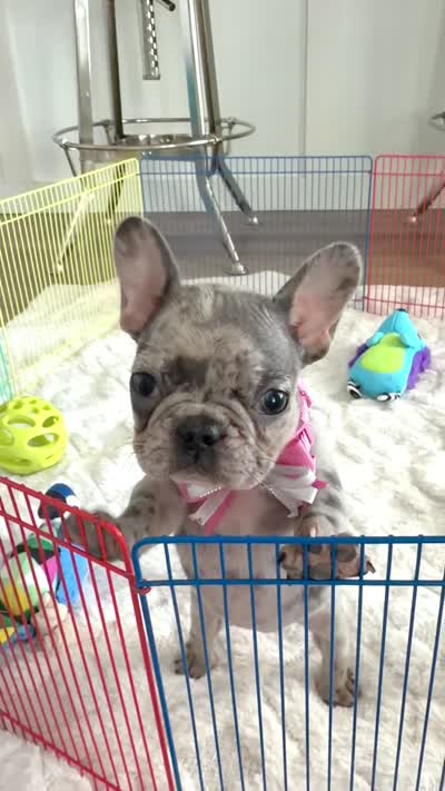 Half Pint, a female French Bulldog for sale in Pompano Beach, FL – 6 of 6
