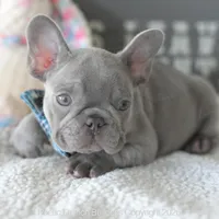 Jasper, a male French Bulldog for sale in Pompano Beach, FL – 5 of 7