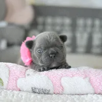Bitsy, a female French Bulldog for sale in Pompano Beach, FL – 4 of 7