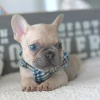 Aston, a male French Bulldog for sale in Pompano Beach, FL – 2 of 6