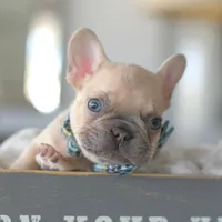 Aston, a male French Bulldog for sale in Pompano Beach, FL – 1 of 6
