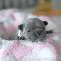Hazel, a female French Bulldog for sale in Pompano Beach, FL – 5 of 7