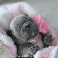 Bitsy, a female French Bulldog for sale in Pompano Beach, FL – 5 of 7