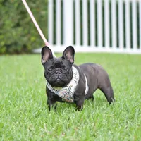 Freckles, a female French Bulldog for sale in Miami, FL – Photo 6 of 7