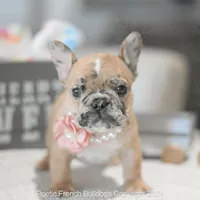 Freckles Merle, a female French Bulldog for sale in Miami, FL – Photo 1 of 7