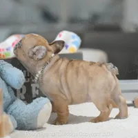 Freckles Merle, a female French Bulldog for sale in Miami, FL – Photo 4 of 7