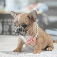 Freckles Merle, a female French Bulldog for sale in Miami, FL – Photo 2 of 7