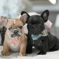 Freckles Merle, a female French Bulldog for sale in Miami, FL – Photo 5 of 7