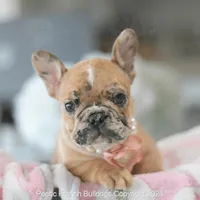 Freckles, a female French Bulldog for sale in Miami, FL – Photo 1 of 7