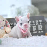 Reserved, a female French Bulldog for sale in Miami, FL – Photo 5 of 5