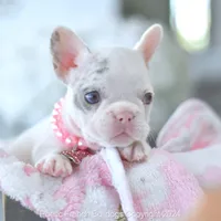 Reserved, a female French Bulldog for sale in Miami, FL – Photo 4 of 5