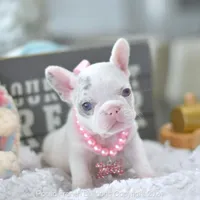 Reserved, a female French Bulldog for sale in Miami, FL – Photo 1 of 5