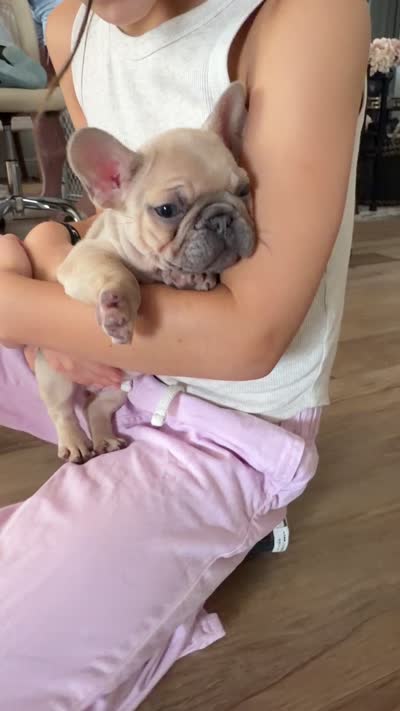 Aston, a male French Bulldog for sale in Pompano Beach, FL – 7 of 7