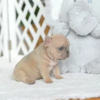 Honey, a female French Bulldog for sale in Miami, FL – 2 of 5