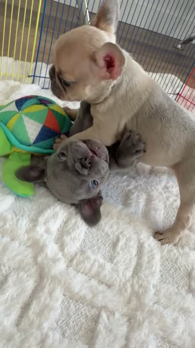 Aston, a male French Bulldog for sale in Pompano Beach, FL – 6 of 6