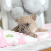 Honey, a female French Bulldog for sale in Miami, FL – 5 of 5
