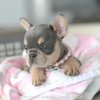 Hensley, a female French Bulldog for sale in Pompano Beach, FL – 4 of 6