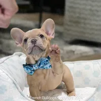 Kingston, a male French Bulldog for sale in Miami, FL – Photo 5 of 5
