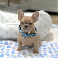 Kingston, a male French Bulldog for sale in Miami, FL – Photo 4 of 5