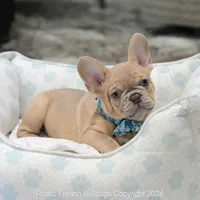 Kingston, a male French Bulldog for sale in Miami, FL – Photo 3 of 5