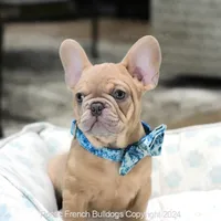 Kingston, a male French Bulldog for sale in Miami, FL – Photo 1 of 5
