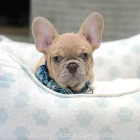 Kingston, a male French Bulldog for sale in Miami, FL – Photo 2 of 5