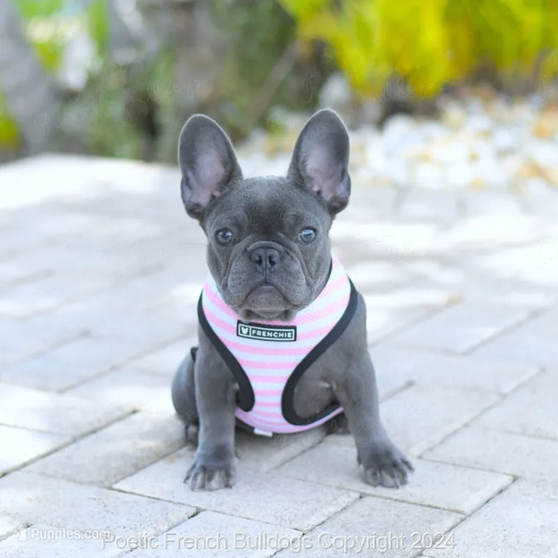 Tiny Bella – French Bulldog puppy for sale in Miami, FL