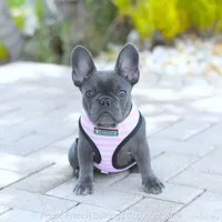 Tiny Bella, a female French Bulldog for sale in Miami, FL – 1 of 5