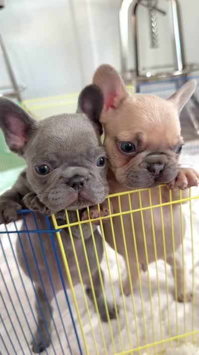 Dolce, a female French Bulldog for sale in Pompano Beach, FL – 6 of 6