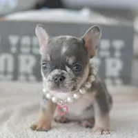 Ella, a female French Bulldog for sale in Pompano Beach, FL – 5 of 5