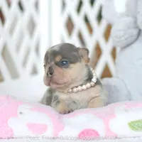 Burberry, a female French Bulldog for sale in Miami, FL – 4 of 5