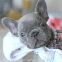 Dolce, a female French Bulldog for sale in Pompano Beach, FL – 5 of 6