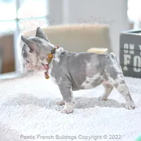 Reserved, a female French Bulldog for sale in Miami, FL – Photo 2 of 5