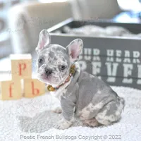 Reserved, a female French Bulldog for sale in Miami, FL – Photo 3 of 5