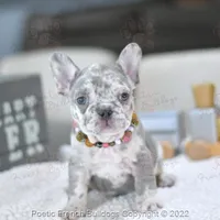 Reserved, a female French Bulldog for sale in Miami, FL – Photo 4 of 5