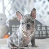 Skye, a female French Bulldog for sale in Pompano Beach, FL – 2 of 5