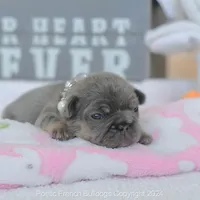 Chanel, a female French Bulldog for sale in Miami, FL – Photo 2 of 5