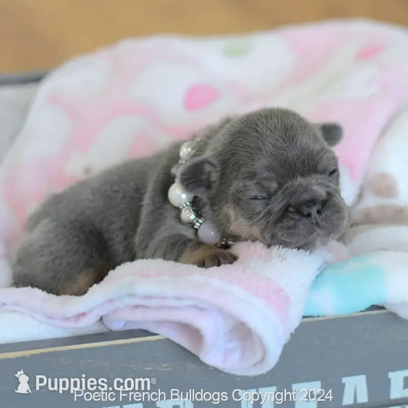 Chanel – French Bulldog puppy for sale in Miami, FL